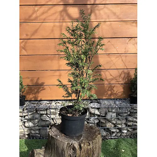Тис ягідний Rovinsky Garden Taxus baccata, висота 50-60 см, об'єм горщика 2,5л (RG550)