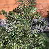Тис ягідний Rovinsky Garden Taxus baccata, висота 50-60 см, об'єм горщика 2,5л (RG550)