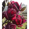 Магнолія Rovinsky Garden (Magnolia soulangeana) Genie, 50-60 см 3 л