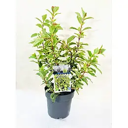 Калина вариагатная Rovinsky Garden Tinus White Egret 40-45 см ⌀17