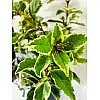 Калина вариагатная Rovinsky Garden Tinus White Egret 40-45 см ⌀17