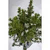 Ель Rovinsky Garden Glauca Conica Грудень ⌀15 40-45 см