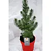 Сосна Rovinsky Garden Pinus Silver Crest 30-35 см