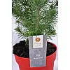 Сосна Rovinsky Garden Pinus Silver Crest 30-35 см