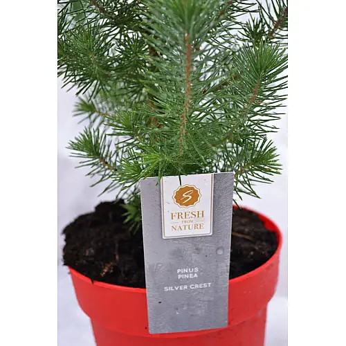 Сосна Rovinsky Garden Pinus Silver Crest 30-35 см