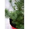 Сосна Rovinsky Garden Pinus Silver Crest 30-35 см