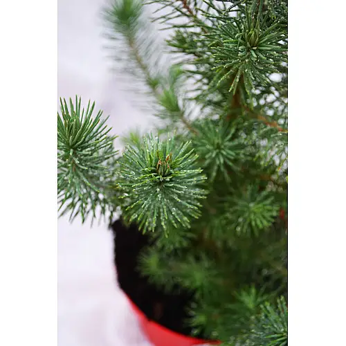 Сосна Rovinsky Garden Pinus Silver Crest 30-35 см