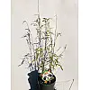 Бамбук Rovinsky Garden Black Pearl ⌀19