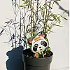 Бамбук Rovinsky Garden Black Pearl ⌀19