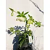 Морозник Rovinsky Garden Helleborus Orientalis ⌀15 25 - 35 см