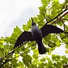 Ворон Chomik для відлякування птахів з крилами 61х44 см Чорний