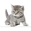 Наклейка 3D UKC в туалет Котик KH-02 29x21 см
