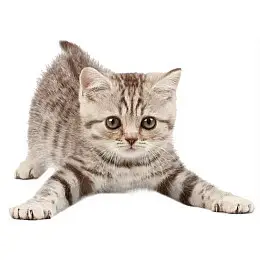 Наклейка 3D UKC в туалет Котик KH-03 29x21 см