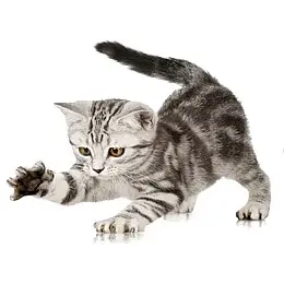 Наклейка 3D UKC в туалет Котик KH-05 29x21 см