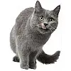 Наклейка 3D UKC в туалет Котик KH-07 29x21 см