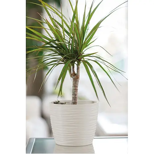 Горшок для цветов Sahara mini-13 1 л белый Form-Plastic