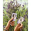 Фотобумага Fujifilm Instax Mini Soft Lavender 8,6х5,4 см Фиолетовый 10 шт