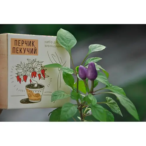 Экокуб перчик набор для выращивания растений (ytrewq543233)