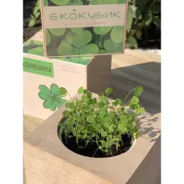 Экокуб клевер набор для выращивания растений (ytrewq54321)