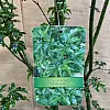 Великий японський клен Rovinsky Garden Japanese maple, acer palmatum Shishigashira, 2,5м, об'єм горщика 50л (RG027)