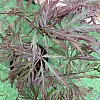 Японський клен Florinda Japanese maple, acer palmatum Garnet, 60-80см, об'єм горщика 3л