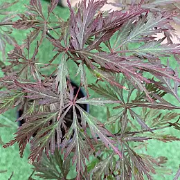 Японський клен Florinda Japanese maple, acer palmatum Garnet, 60-80см, об'єм горщика 3л
