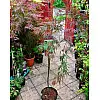 Японський клен Florinda Japanese maple, acer palmatum Garnet, 60-80см, об'єм горщика 3л