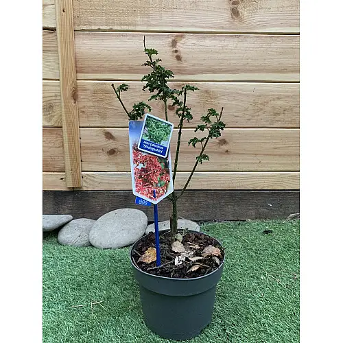 Японський клен Rovinsky Garden (Japanese maple, acer palmatum) Shishigashira, висота 35 - 45 см, об'єм горщику 3,5л