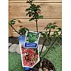 Японський клен Rovinsky Garden (Japanese maple, acer palmatum) Shishigashira, висота 35 - 45 см, об'єм горщику 3,5л