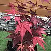 Японський клен Rovinsky Garden (Japanese maple) Atropurpureum 50-70 см (об'єм горщика 0.8 л) RG002-1