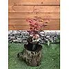 Японський клен Rovinsky Garden (Japanese maple) Atropurpureum 50-70 см (об'єм горщика 0.8 л) RG002-1