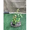 Японський клен Rovinsky Garden (Japanese maple) Orange Dream 30-40 см (об'єм горщика 0.75 л)