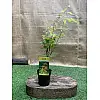 Японський клен Rovinsky Garden (Japanese maple) Orange Dream 30-40 см (об'єм горщика 0.75 л)