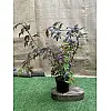 Японський клен Rovinsky Garden (Japanese maple) Atropurpureum 70-90 см (об'єм горщика 3 л) RG001