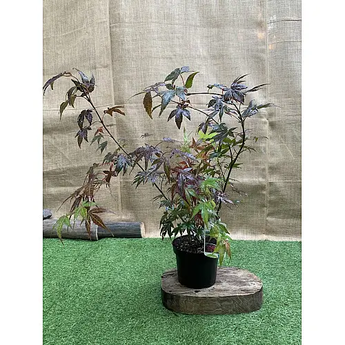 Японський клен Rovinsky Garden (Japanese maple) Atropurpureum 70-90 см (об'єм горщика 3 л) RG001