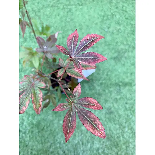 Японський клен Rovinsky Garden (Japanese maple) Atropurpureum 70-90 см (об'єм горщика 3 л) RG001