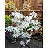 Японський клен Rovinsky Garden (Japanese maple) Ukigomo 60-70 см (об'єм горщика 3 л) RG025