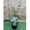 Японський клен Rovinsky Garden (Japanese maple) Ukigomo 60-70 см (об'єм горщика 3 л) RG025