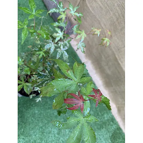 Японський клен Rovinsky Garden (Japanese maple) Ukigomo 60-70 см (об'єм горщика 3 л) RG025