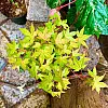 Японський клен Rovinsky Garden Japanese maple Bonsai Atropurpureum 25-35 см RG010