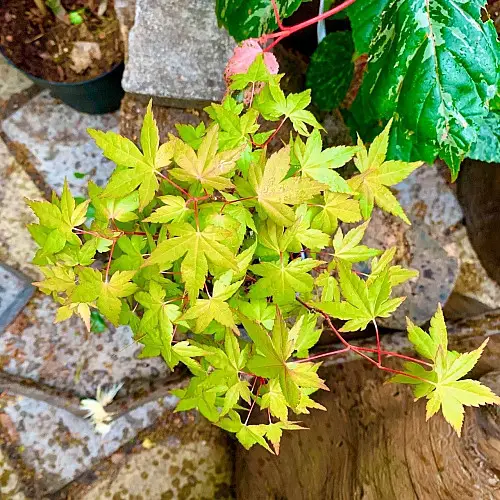 Японський клен Rovinsky Garden Japanese maple Bonsai Atropurpureum 25-35 см RG010