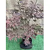 Японський клен Japanese maple, acer palmatum Rovinsky Garden 1,3-1,5 м 10л