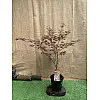 Японський клен Japanese maple, acer palmatum Rovinsky Garden 1,3-1,5 м 10л