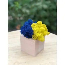 Стабілізований мох Экокубик 8х8х8 см Жовто-синій