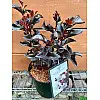 Лагерстремія Rovinsky Garden Black Diamond Pure White 19 30-40 см 2,5 л (RG579)