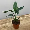 Райська Птаха️ Cтреліція Королівська Rovinsky Garden Strelitzia Reginae 30-40 см 1 л