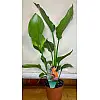Райська Птаха️ Cтреліція Королівська Rovinsky Garden Strelitzia Reginae 30-40 см 1 л