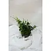Жасмін Rovinsky Garden Polyanthum 12 см