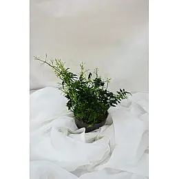 Жасмін Rovinsky Garden Polyanthum 12 см