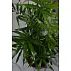 Пальма Rovinsky Garden Хамедорея ⌀12 45-50 см